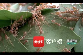 这里是海南 |《秘境寻踪》第一季第三集：蚁界“鲁班”的奇妙织巢图片