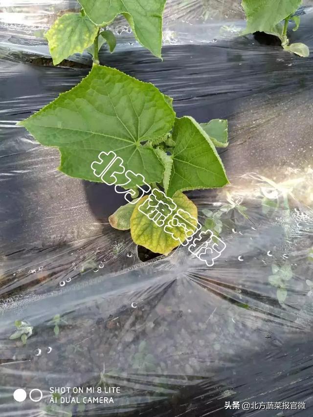 銆岃嫍鏈熻拷鑲ャ€嶇敳澹崇礌銆佹皑鍩洪吀銆佹捣钘婚吀鈥︹€?鎸戞渶鍚堥€傜殑閰? onerror=