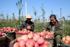 山西一妇女直播卖苹果，一天卖300多斤，看看有啥技巧？图片
