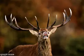 比比谁的犄角最独特，马鹿犄角分出8个杈，大角羊把角掰弯了图片