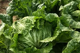 菜青虫如何有效防治？掌握2点，防虫彻底，萝卜、白菜都适用图片