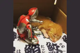 守护“猫咪”5年之久的咸蛋超人，让多少人贡献了眼泪图片