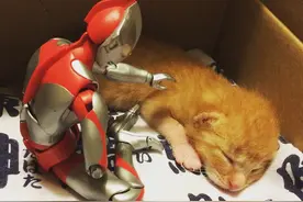 守护“猫咪”5年之久的咸蛋超人，让多少人贡献了眼泪图片