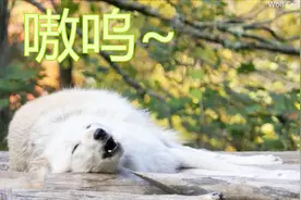 「好懒」躺着嗥叫的白狼 看起来下一秒就要睡着了视频封面