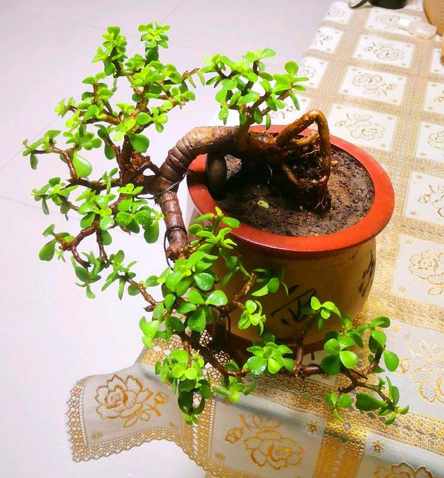 金枝玉叶有6怕,难怪叶片哗哗掉,避开枝叶紧凑,二三年成老桩