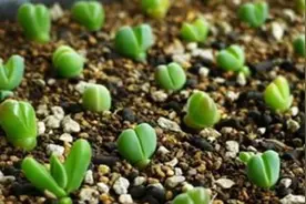 秋季凉爽适合繁殖多肉，教你3种方法，掌握窍门都能快速生根图片