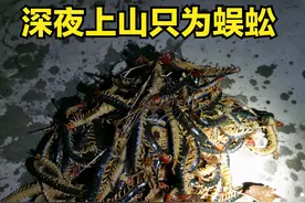 天热雨后，乡亲们纷纷深夜上山，只为“捡钱”图片