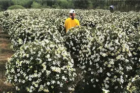 ‘香雪’栀子：静待10年 只为“花开”|“坚守育种梦”专题图片