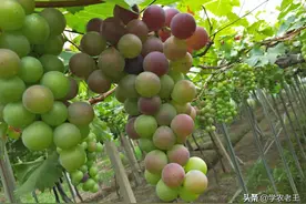 葡萄返青真难搞，如何才能解决好？避免这些误区，记住这几招图片