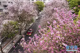 柳州：人间四月 宜居花城图片