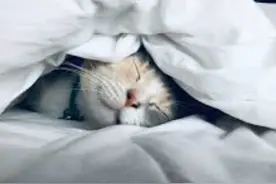 猫咪拿你当父母的几种表现，如果全中，说明它很爱你图片