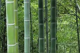 农村夜晚水稻田叉泥鳅图片