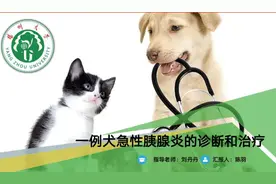 一例犬急性胰腺炎的诊断和治疗图片