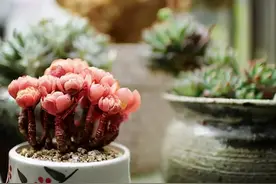 《每天都在恐怖世界卖房子[无限]》《我家山头通现代[六零]》​图片