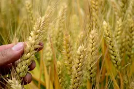 小麦最后一次灌水是灌浆期？“小满不满，麦有一险”，最忌讳下雨图片