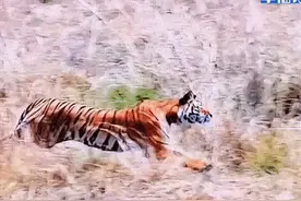 猎人日记 二十一 逆风伏击 顺风偷袭 知道隐藏行踪的狂暴虎图片