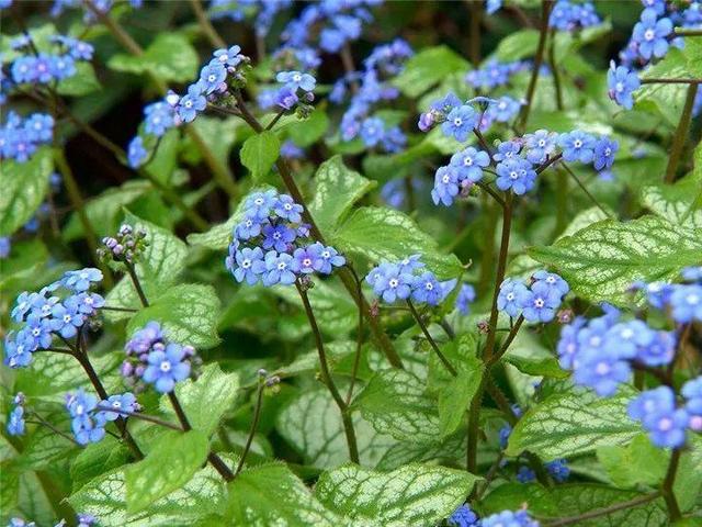 贝拉小蜜蜂草本身体乳