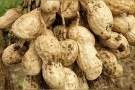 花生种植前，为什么要带壳晒种呢图片