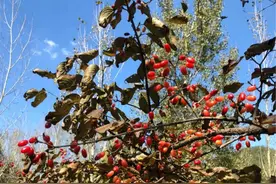 识得茱萸了图片