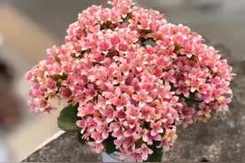 养长寿花有“5大忌”，新手养不好，关键就在这里图片