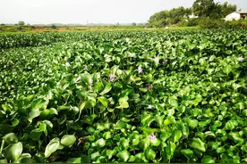 原本在我国泛滥的水葫芦，现如今怎么消失了？图片