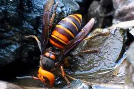 地雷蜂有多可怕？浙江男子因它丧命，发现时尸体还在被蜇图片