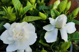 栀子花2步做错，一个花苞也不长，现在做3点，不出俩月满头花苞图片