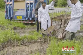 救助国家一级野生动物原麝图片