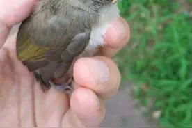 为什么抓到的麻雀，怎么养都养不活？图片