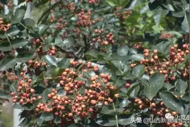 花椒映山红 椒农采摘忙图片