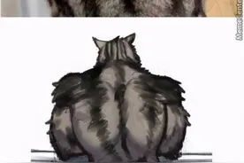 ​最强肌肉猫集合，堪称喵届施瓦辛格，你的背可能还没它的壮图片