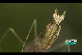 走进“雨林之巅”，带你探访各路雨林“精灵”图片