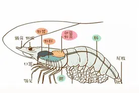 虾头里究竟是“虾黄”还是“虾屎”？图片
