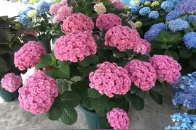 修剪绣球花，早了晚了都不行，这样修剪，植株壮实、花大色艳图片