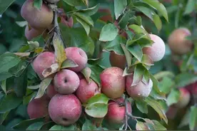 今年苹果预计“大减产”360万吨，苹果价格要一飞冲天？图片