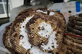 不可思议！四川男子深山收获200斤红娘大蜂巢，它的价值有多高？图片