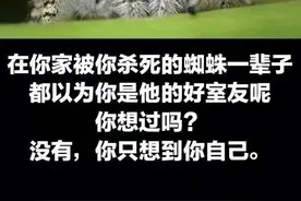 可爱的小蜘蛛表情包图片