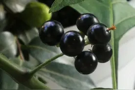 城市农村路边的野草哪些可食用？图片