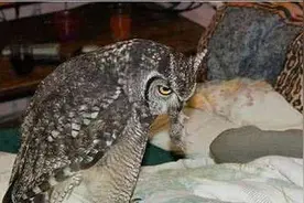 女子救回猫头鹰，半夜发现它有点不对劲，开灯一看愣住了图片