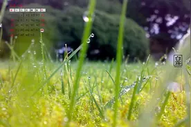 明日白露，农村俗语“白露水，似砒霜”白露水真有这么可怕吗图片