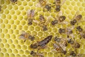 蜂群失王自救方法不仅是急造王台！这些神操作可否了解图片