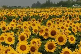 宫崎骏动画成真？来山东这7片花海，随手一拍，满满都是Ins风的大片！图片