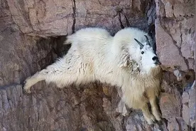 山羊的本领真不是盖的图片