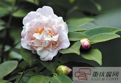 山茶花为何成“市花”“天时地利人和”占尽
