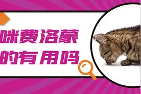 猫咪费洛蒙是真的有用，还是铲屎官的心理安慰剂？图片