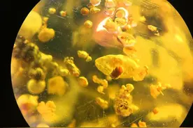 琥珀中呈现的生物延续景象——观琥珀说趣闻图片
