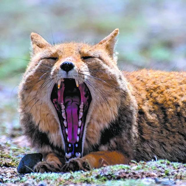 ĵͼ | ﱼ ˮɽ