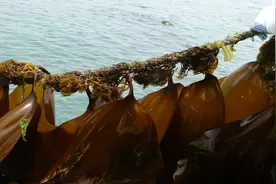 中科院海洋所培育出高产优质杂交海带新品种“中宝1号”图片