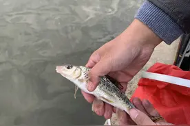 桂林钓友钓起许多“麻鲤”，像餐条和鲫鱼结合体，但肉质更鲜美图片