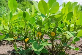花生开花期高产套餐怎么配？啥时间打效果更好？一文为您讲清楚图片